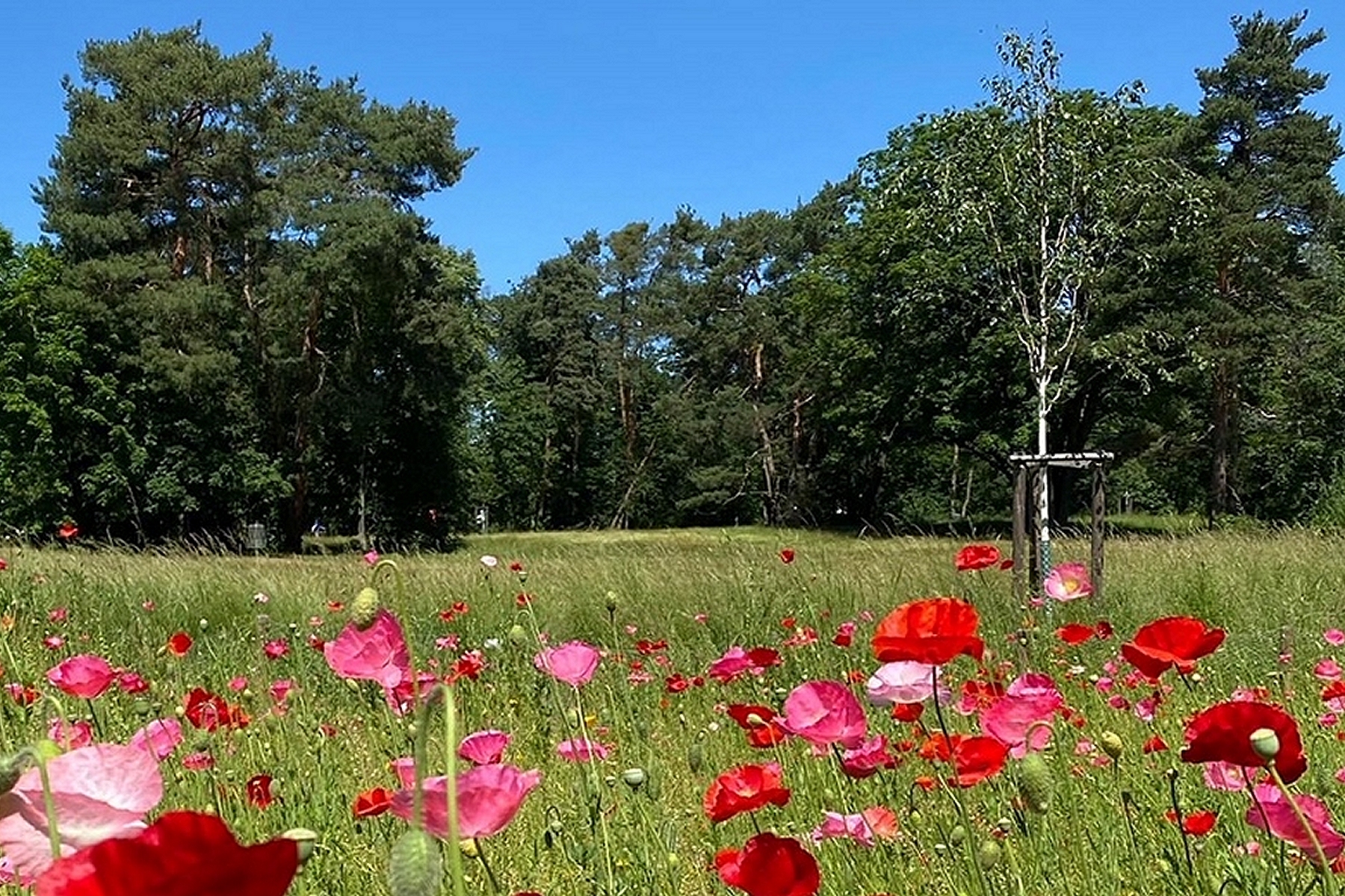 Warum Discgolfen?